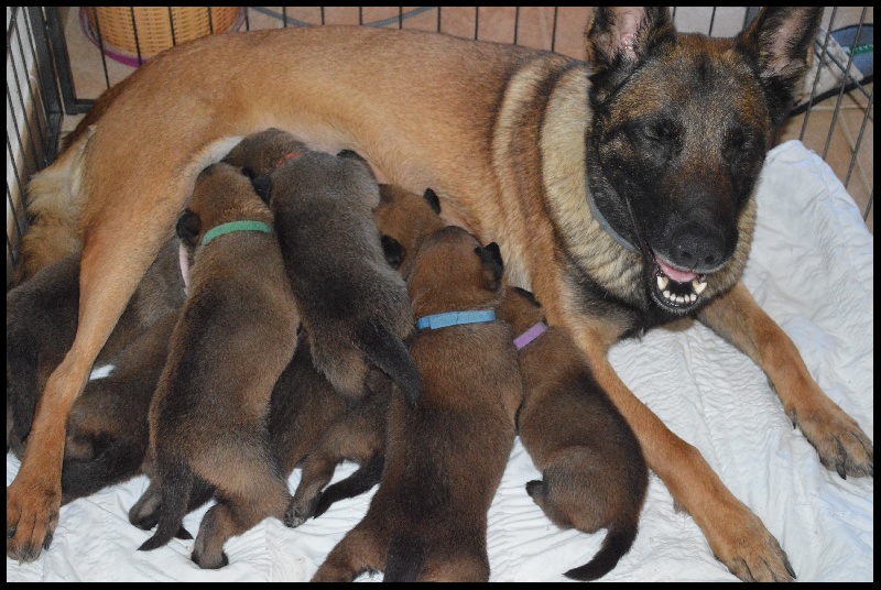 CHIOTS G'LOCA 2015 (C'awolf)