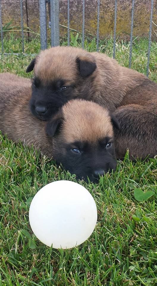 CHIOTS GITANE 2017 (C'awolf)