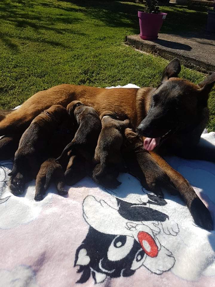 CHIOTS JULLES 2019 (Mambo)