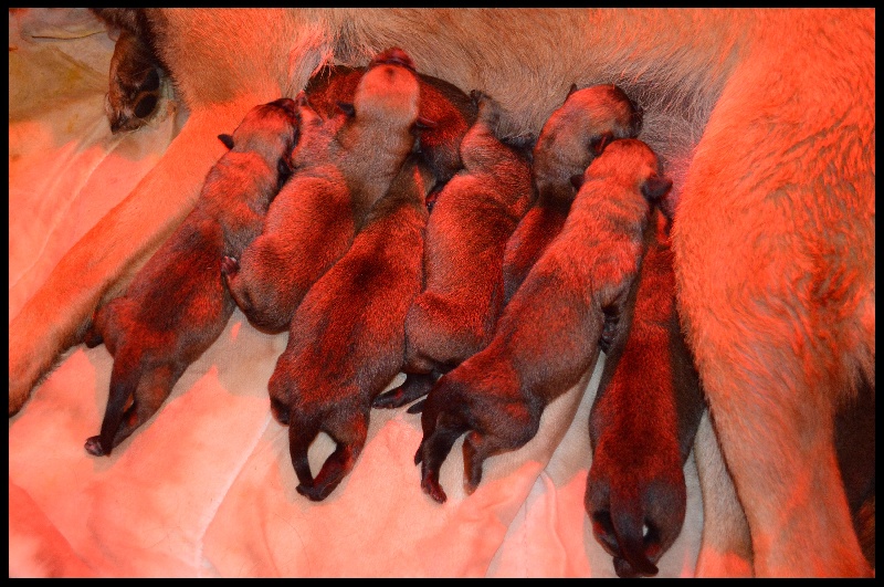 CHIOTS G'LOCA 2014 (C'awolf)