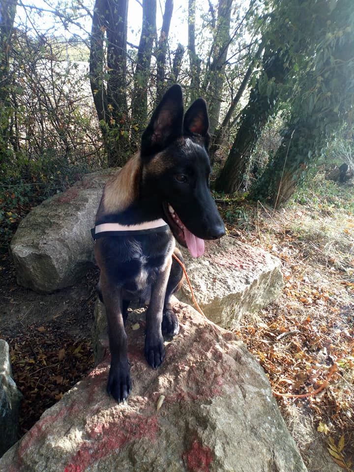 NARKO (c'awolf x Gitane)