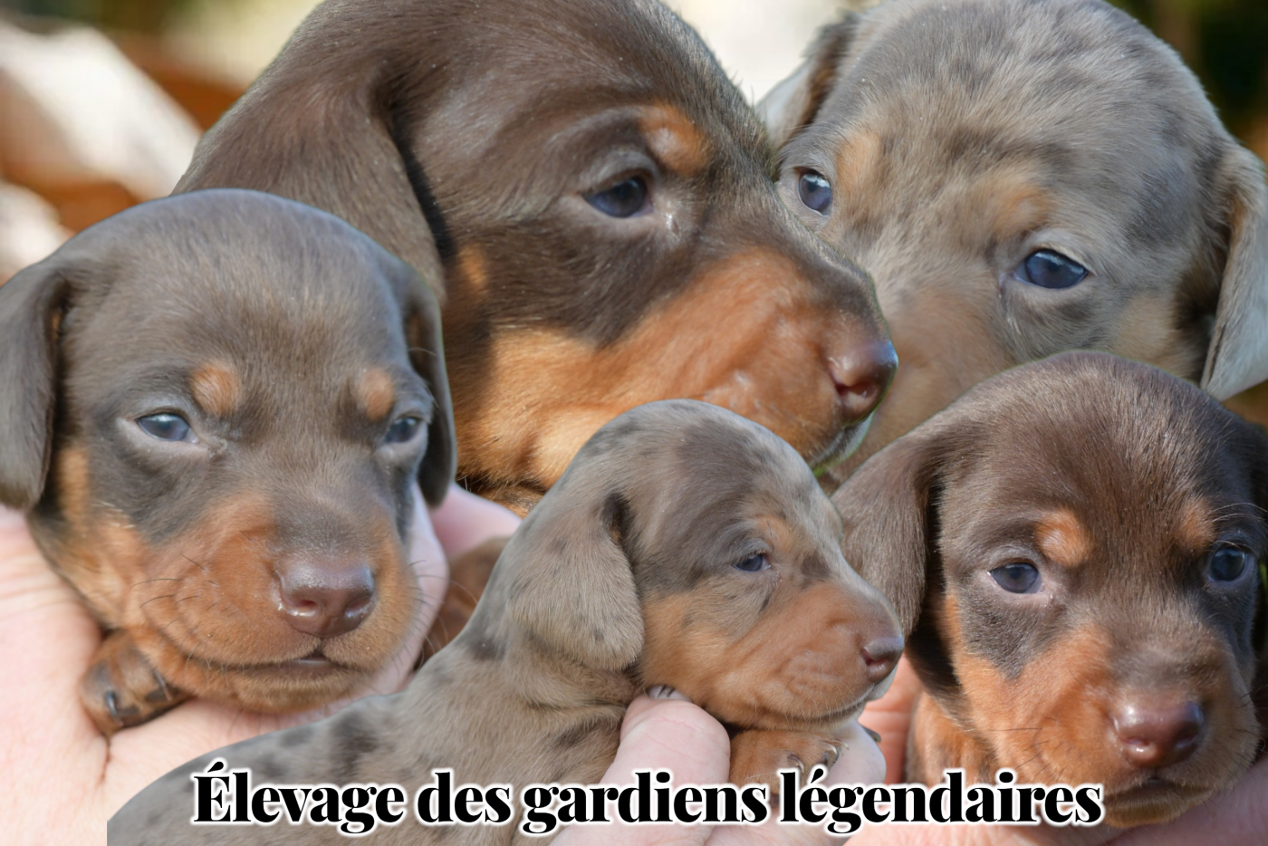 des Gardiens Légendaires - Teckel poil ras - Portée née le 09/02/2026