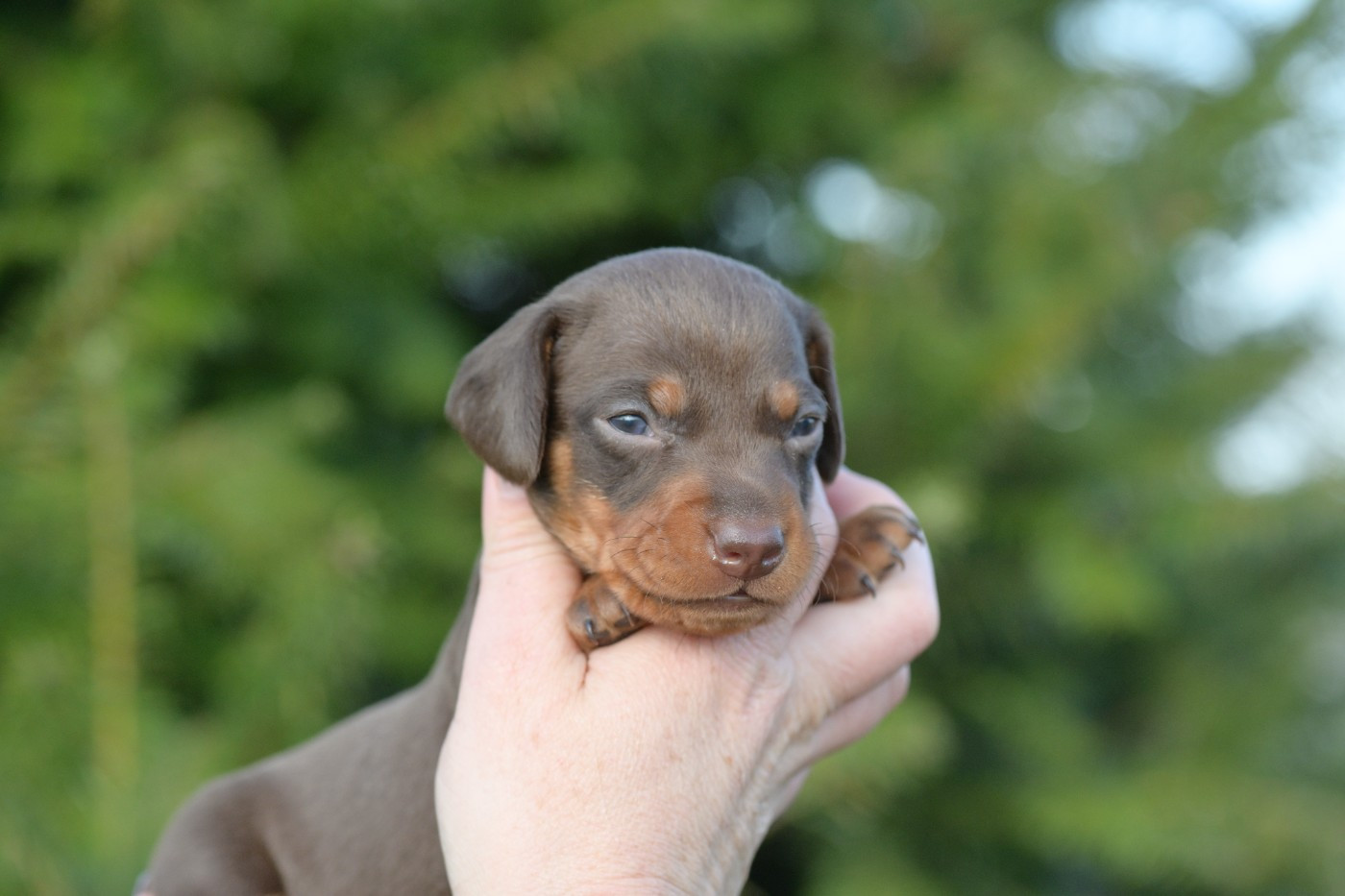 des Gardiens Légendaires - Chiots disponibles - Teckel poil ras
