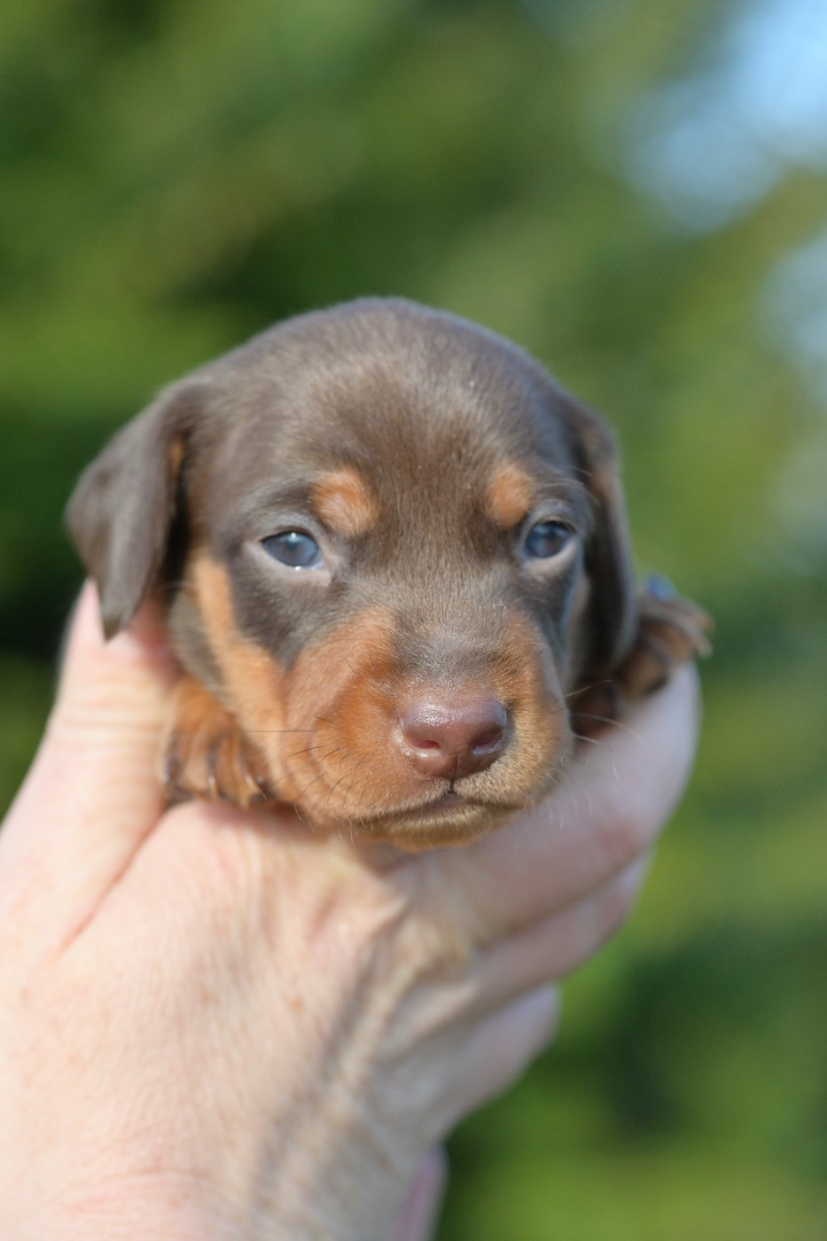 des Gardiens Légendaires - Chiots disponibles - Teckel poil ras