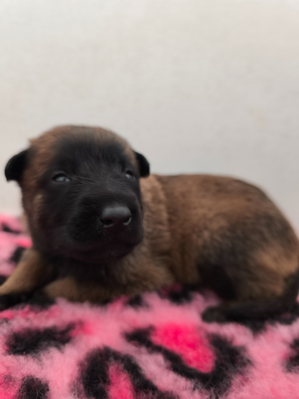 des Gardiens Légendaires - Chiots disponibles - Berger Belge