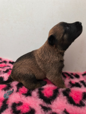 Chiot N°6