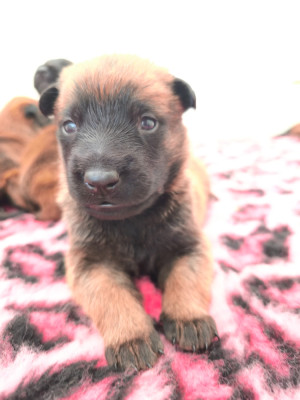 Chiot N°1