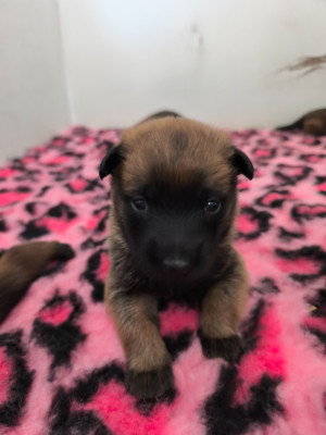 Chiot N°3