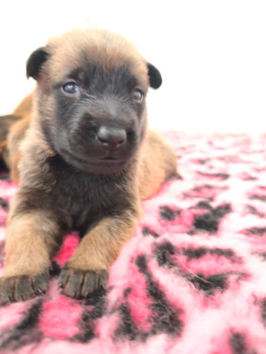 Chiot N°2
